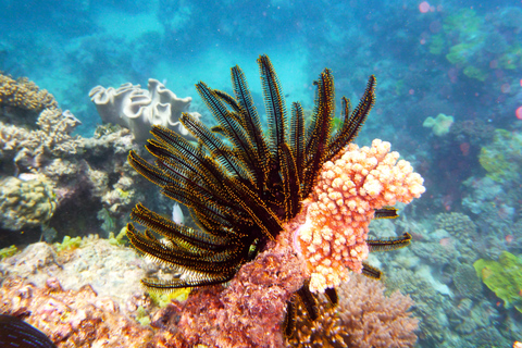 Port Douglas : Visite d&#039;une demi-journée à Outer Reef avec plongée en apnée