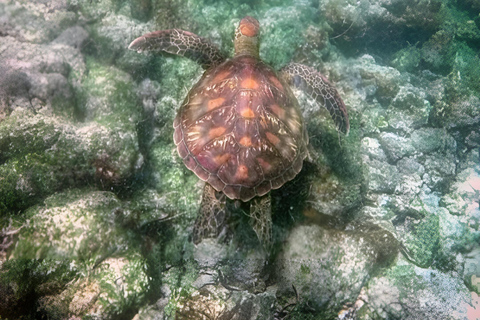 Bartolome Island Top Experience: Hike and Snorkel full day tour
