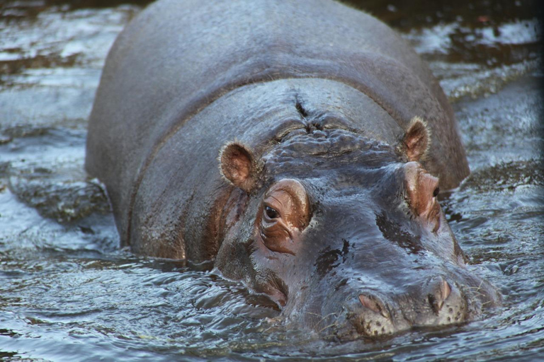 Asahiyama Zoo, Biei, and Ningle Terrace Night View Tour
