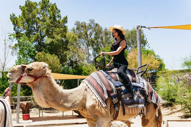 Phoenix Zoo One Day General Admission Ticket GetYourGuide