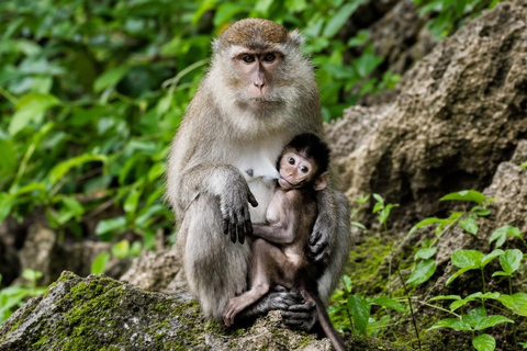 From Khao Lak: Bamboo Rafting & Jungle Trekking in Khao Sok Bamboo Rafting and Ethical Elephant Experience