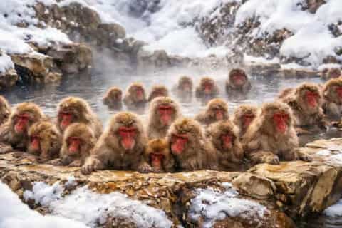 Nagano Snow Monkey Park Private Tour from Tokyo & Eng. Guide - Image 3