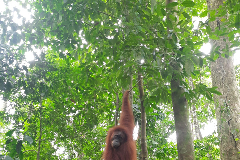 3D2N Orangutan Expedition:from Bukit Lawang "3-Day Orangutan Expedition & Jungle Camping in Bukit Lawang