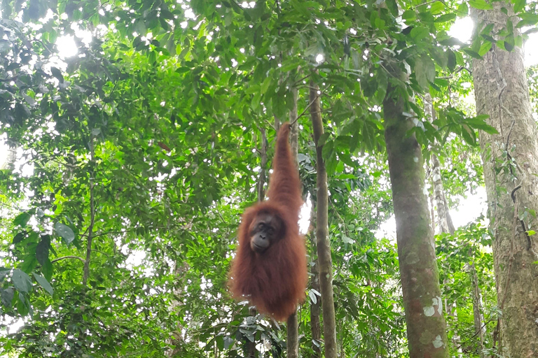 3D2N Orangutan Expedition:from Bukit Lawang "3-Day Orangutan Expedition & Jungle Camping in Bukit Lawang
