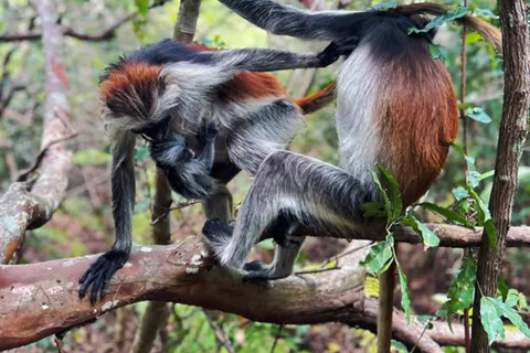 Zanzibar: Jozani & Salaam Monkeys, Mangroves & Secret Beach