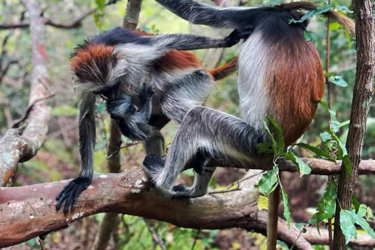 Zanzibar: Jozani & Salaam Monkeys, Mangroves & Secret Beach