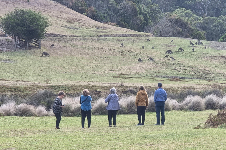 Great Ocean Road Premium Tour - Max 11 Passagiers