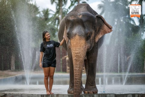 Koh Samui: Elephant Jungle Sanctuary Half-Day Tour - Image 2