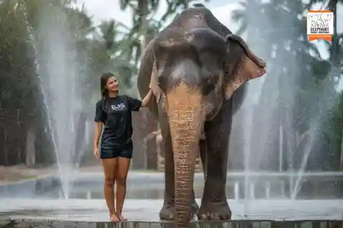 Koh Samui: Elephant Jungle Sanctuary Half-Day Tour