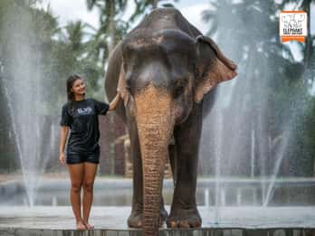 Koh Samui: Elefanten-Dschungel-Schutzgebiet Halbtagestour
