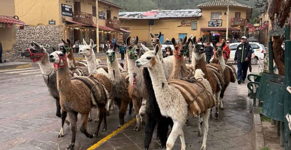 Ollantaytambo: Llama Walk & Archaeological Site Tour
