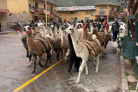 Llama Walk in the Inca Village of Ollantaytambo
