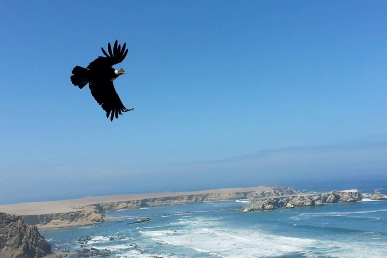 Excursion to San Fernando bay and Sandboarding in Nazca