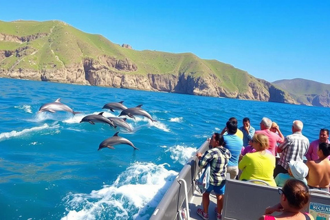Salalah: Dolphin Watching Cruise