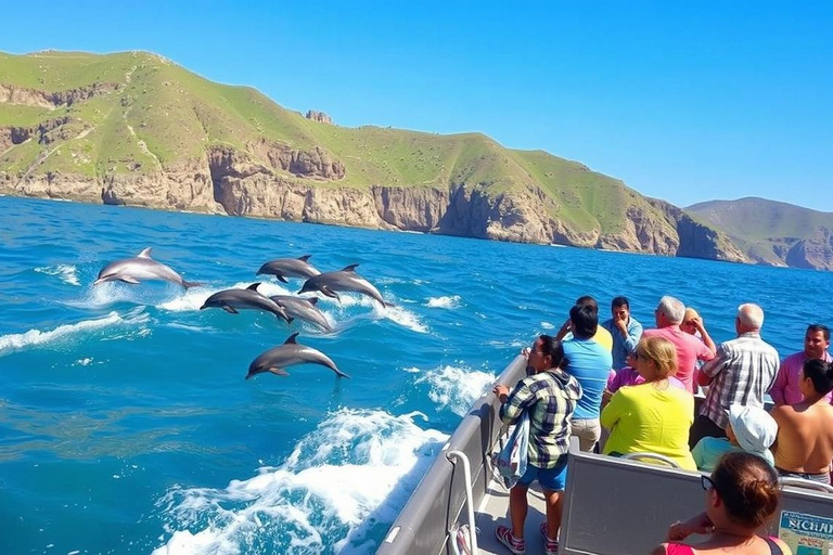 Salalah: Dolphin Watching Cruise