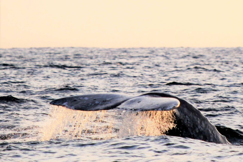 Cabo San Lucas: Walbeobachtungserlebnis auf dem KatamaranWhale Watching Erlebnis