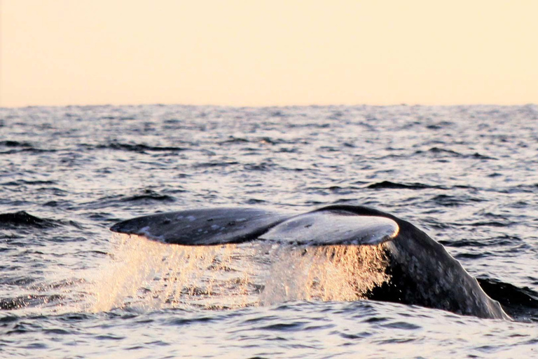 Cabo San Lucas: Walbeobachtungserlebnis auf dem KatamaranWhale Watching Erlebnis
