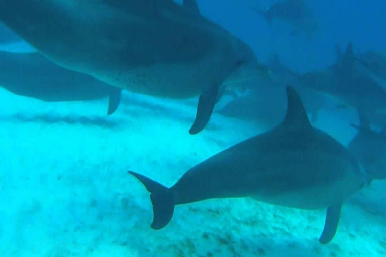 ZANZIBAR: Foresta di Jozani e snorkeling con i delfini a Mnemba con barbecueTOUR PRIVATO SENZA SERVIZIO DI PRELIEVO E RIENTRO IN HOTEL