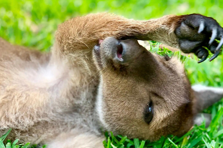 Baby Animals, Boomerangs & BBQ Lunch From Sydney: Baby Animals & Boomerangs Tour with BBQ Lunch