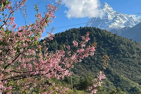 Pokhara: 2-Day Ghandruk Village Tour With Guide