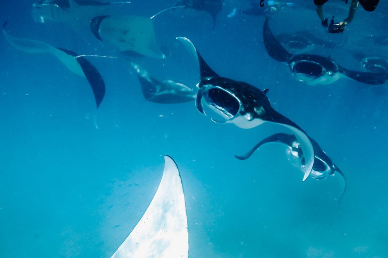 Rasdhoo: Manta Ray Cleaning Station Adventure with Photos