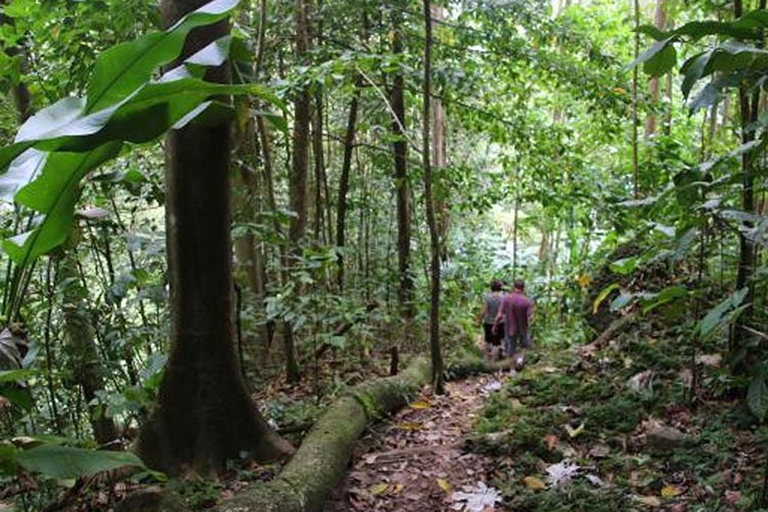 St. Lucia: Bird Watching and Nature Hike