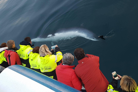 Akureyri : excursion d&#039;observation des baleines et entrée à la lagune forestièreObservation des baleines et lagune forestière