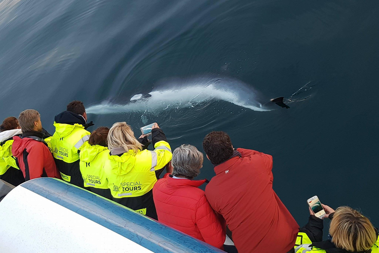 Akureyri : excursion d&#039;observation des baleines et entrée à la lagune forestièreObservation des baleines et lagune forestière