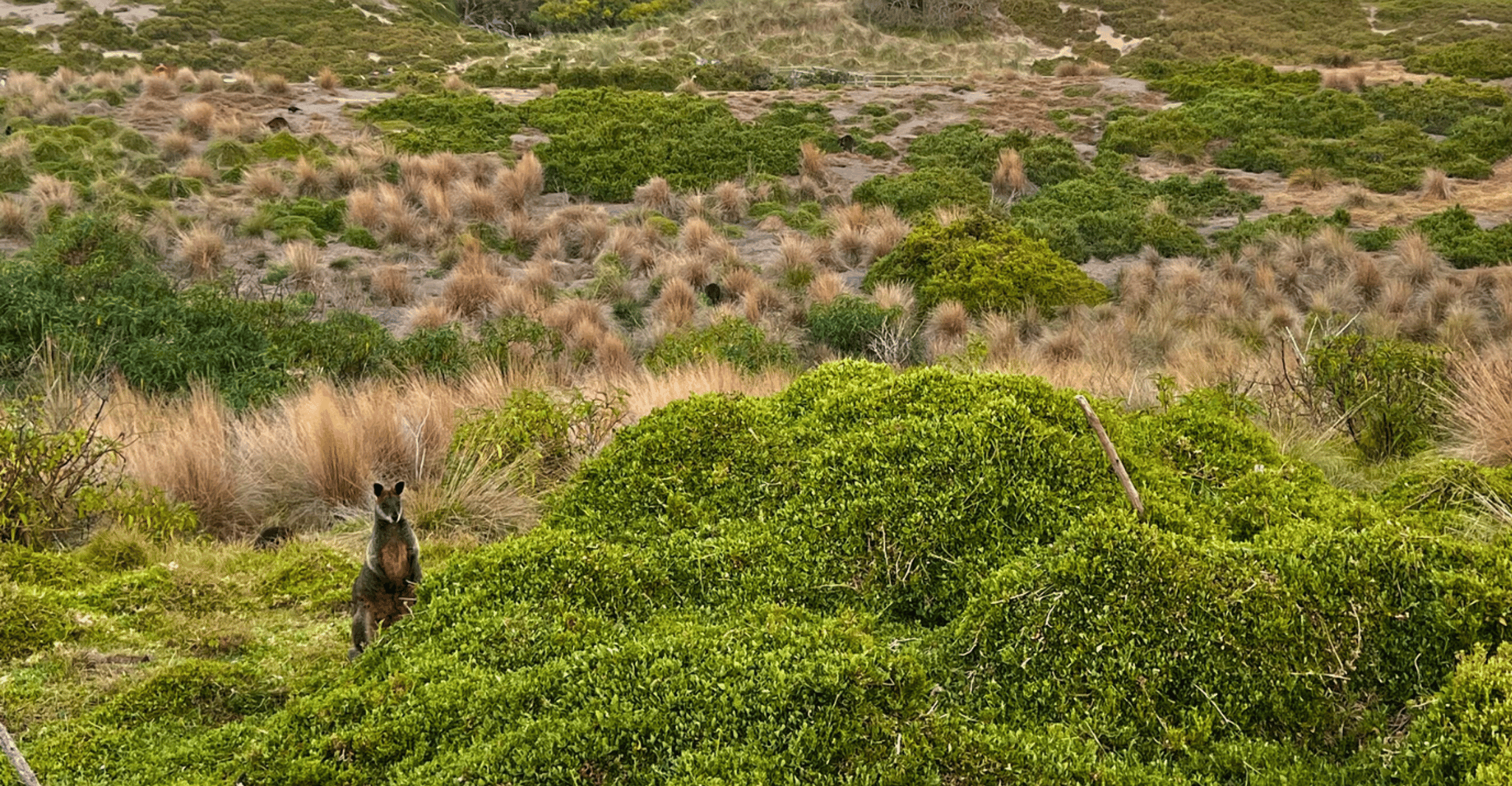 From Melbourne: Penguin Parade Afternoon Tour photo 11