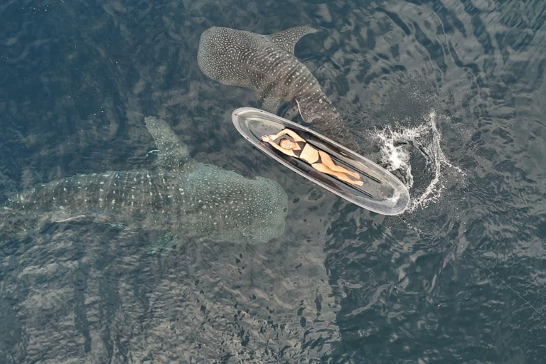 Explore Sumbawa: Whale Shark One Day Tour Package in Sumbawa