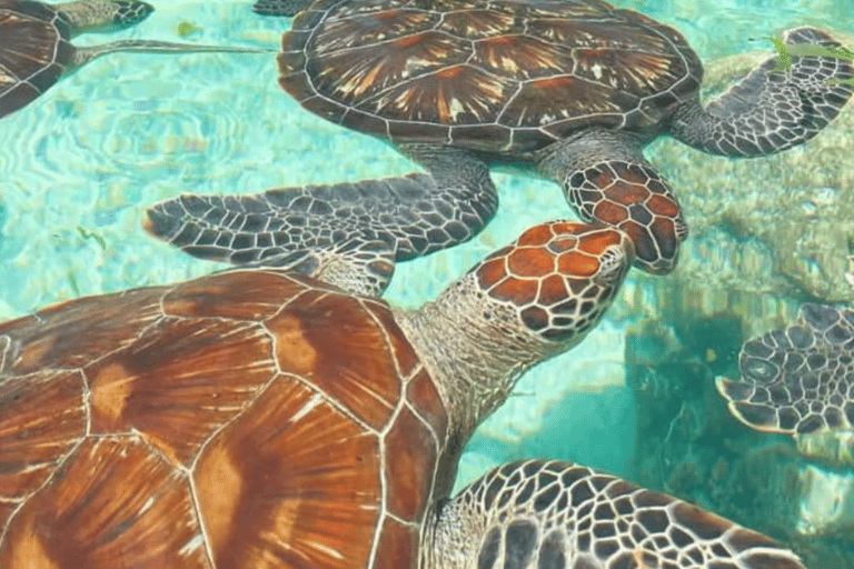 Zanzibar: nuota con le tartarughe marine nella grotta della laguna a Nungwi