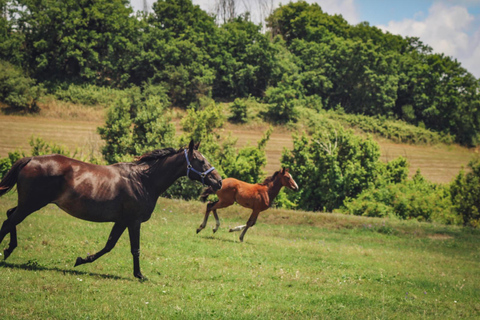 Rome: Lake Martignano Horseback Ride on a Private Estate Lake Martignano: Horseback Ride on a Private Estate