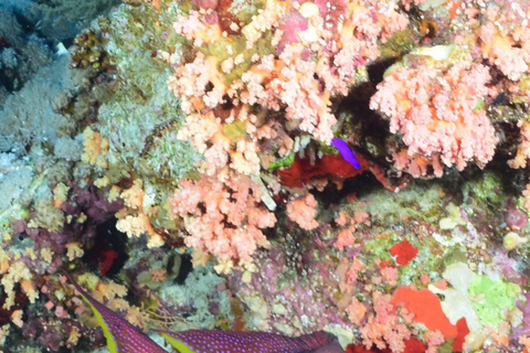 Sharm El Sheikh: Tiran Island Boat Diving & Snorkeling Intro Diving & Snorkeling – No Certification Required