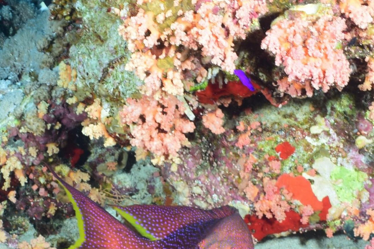 Sharm El Sheikh: Tiran Island Boat Diving & Snorkeling Intro Diving & Snorkeling – No Certification Required