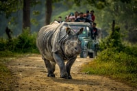 Kathmandu/Pokhara, Chitwan Jungle Tour di 3 giorni + pasti e hotel - Housity