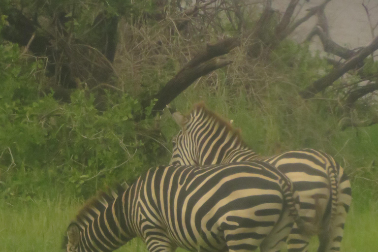 Arusha National Park: Day Trip with Walking Safari & Canoe Shared Day Trip Transfer & Game Drive (Fees Excluded)