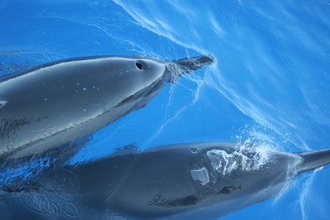 Reunion Island Cruise Tour: Searching for Cetaceans Reunion Island Cruise Tour: In Search of Cetaceans