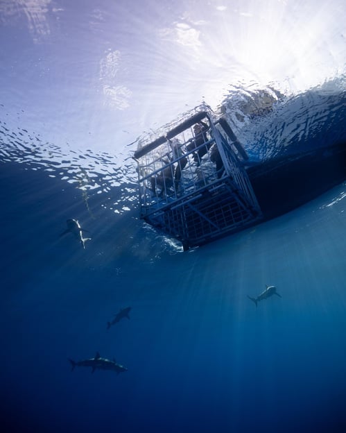 Oahu: Shark Cage Diving Experience