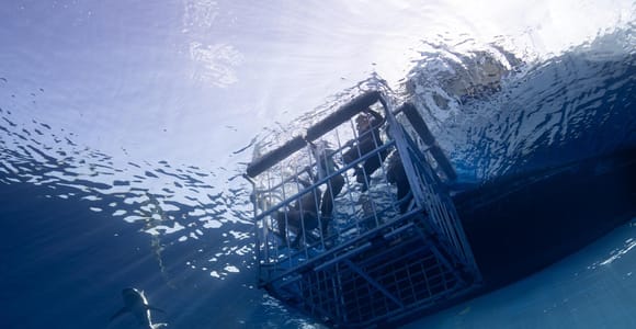 Oahu: Shark Cage Diving Tour 3 Miles Offshore