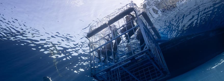 Oahu : Plongée en cage avec les requins