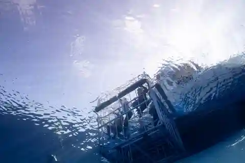 Oahu: Esperienza di immersione in gabbia con gli squali