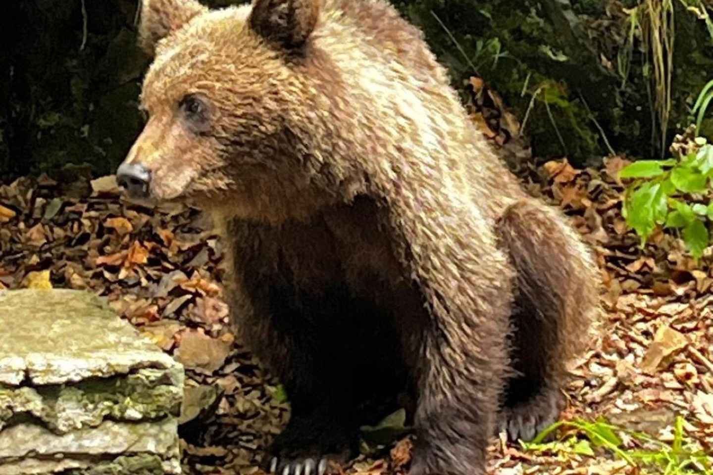 «Из Бухареста: Замок Дракулы и Приключение в Заповеднике Медведей»