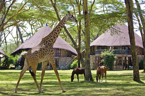 Pacote de 5 dias para um Safari de Aventura no Quénia