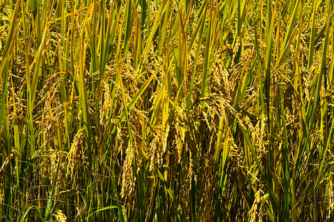 Ella: Sunrise Hike to Ella Rock with Waterfall Visit