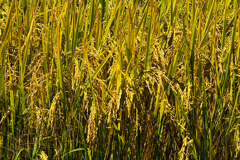 Ella: Sunrise Hike to Ella Rock with Waterfall Visit