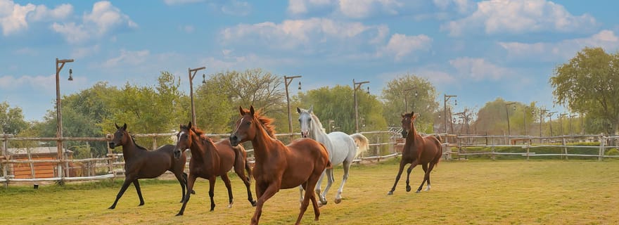 Dubai: esperienza di equitazione nell'oasi di Al Marmoom con snack