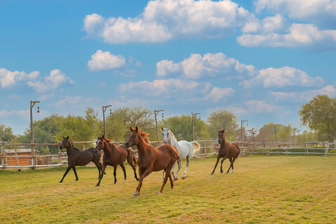 Dubai: Al Marmoom Oasis Horse Riding Experience with Snack 30-Minute Horse Ride with Hotel Pickup and Drop-Off