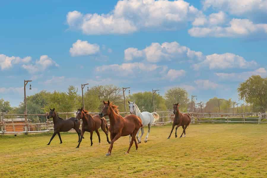 Dubai: Reiten in der Al Marmoom-Oase mit Snack. Foto: GetYourGuide Dubai: Reiten in der Al Marmoom-Oase mit Snack. Foto: GetYourGuide