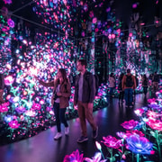 Tokyo: TeamLab Borderless & Imperial Palace History Tour