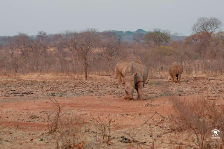 Livingstone :Sunset Game Drive and Rhino tracking With Drink